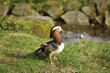 Mandarin duck (Aix galericulata)