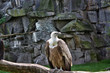 Vulture