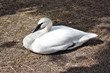 Swan