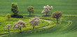 Foto: blooming tree in the field blooming tree in the field