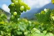 Grapes