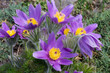 Pasqueflowers