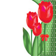 tulip