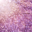 Foto: Cherry tree blossom Cherry tree blossom