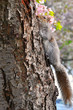 Squirrel and cherry blossoms