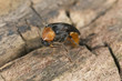 Foto: Mordellochroa abdominalis laying eggs, extreme close-up Mordellochroa abdominalis laying eggs, extreme close-up