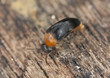 Mordellochroa abdominalis laying eggs, extreme close-up