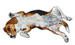 Beagle is laying down in funny pose.
