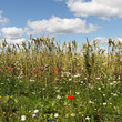 Photo: Meadow in a summer. Meadow in a summer.