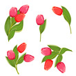 Vector: Set bouquets of tulips for your design Set bouquets of tulips for your design