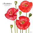 Bouquet of red poppies for your design