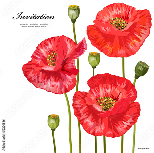 Vector: Bouquet of red poppies for your design Bouquet of red poppies for your design
