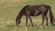 Black horse grazing on a hilly pasture. Motion 240 fp