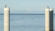 Herons on Pilings, Georgia Strait