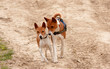 Hounds running free