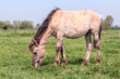 Photo: Grazing Konik horse Grazing Konik horse
