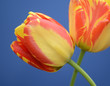Tulpen