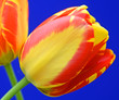 Tulpen
