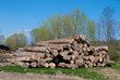 Logs of tree