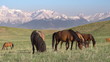 Picturesque Pasture. Motion at a rate of 120 fps