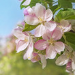 Foto: Peach blossom flowers Peach blossom flowers