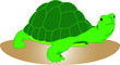 tartaruga