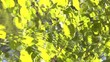 Reflection of branches of trees on a surface of water