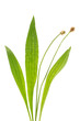 Foto: Spitz-Wegerich (Plantago lanceolata) Blätter und Blüten auf we Spitz-Wegerich (Plantago lanceolata) Blätter und Blüten auf we