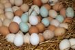 Eier im Nest
