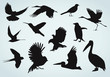 Birds