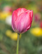 Photo: Single tulip with shallow depth of field Single tulip with shallow depth of field