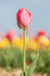 Photo: Single tulip with shallow depth of field Single tulip with shallow depth of field