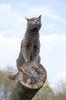 gray cat on a log