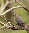 Brown-headed Cowbird, Molothrus ater