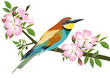 Bee-eater bitd
