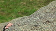 Alpinist climbing to the top of the rock.