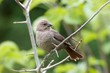 Brown Headed Cow Bird