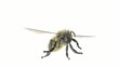 biene (animation)