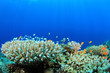 Underwater Coral Reef and Tropical Fish