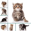 kitten isolated on white background. cat collection 