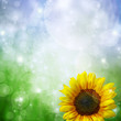 Abstract  background with sunflower  and  bokeh lights