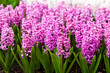 Spring flower.  hyacinth