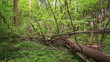 Video: fallen tree in the wood. Stabilized video. fallen tree in the wood. Stabilized video.