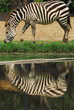 Zebra grazing in a green field