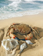 crab and seashells