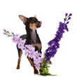 chihuahua dog with  flowers on white background.
