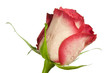 red rose