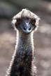 Emu Head and Neck in the Sunlight