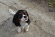 King Charles