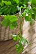 green, organic parsley on wooden table